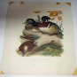 Wood Duck Snapping Turtle,Dead Tree Branch Artist Roger Tory Peterson Vintage Lithograph Print