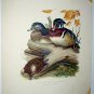 Wood Duck Snapping Turtle,Dead Tree Branch Artist Roger Tory Peterson Vintage Lithograph Print