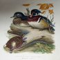 Wood Duck Snapping Turtle,Dead Tree Branch Artist Roger Tory Peterson Vintage Lithograph Print