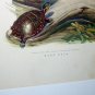 Wood Duck Snapping Turtle,Dead Tree Branch Artist Roger Tory Peterson Vintage Lithograph Print