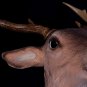 SOLD*** BUCK the Singing Deer " SOLD "