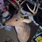 SOLD*** BUCK the Singing Deer " SOLD "