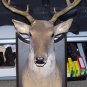SOLD*** BUCK the Singing Deer " SOLD "