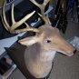 SOLD*** BUCK the Singing Deer " SOLD "