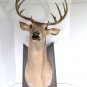 SOLD*** BUCK the Singing Deer " SOLD "