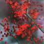 Plum Blossom