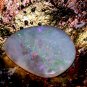 VIP opal 714