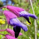 Salvia semiatrata 5 seeds MULTI-COLOR MEXICAN SAGE V V RARE