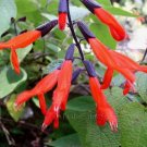 Salvia gesneraeflora 'Tequila' 10 seeds RED-BLACK BIG MEXICAN SAGE RARE