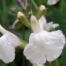 Salvia greggii 'Alba' 10 seeds WHITE AUTUMN SAGE HARD2FIND