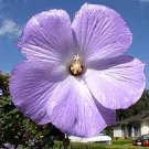 Alyogyne huegelii 'Santa Cruz'/'Light Monterey Bay' 10 seeds BLUE HIBISCUS Rare