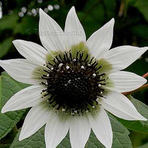 Rojasianthe superba 5 seeds WHITE TREE SUNFLOWER V RARE BUT EASY