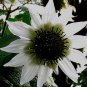 Rojasianthe superba 5 seeds WHITE TREE SUNFLOWER V RARE BUT EASY
