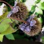 Rojasianthe superba 5 seeds WHITE TREE SUNFLOWER V RARE BUT EASY
