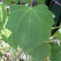 Rojasianthe superba 5 seeds WHITE TREE SUNFLOWER V RARE BUT EASY
