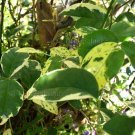 Pandorea jasminoides 'Charisma' 25 seeds VARIEGATED BOWER JASMINE VINE Easy V RARE