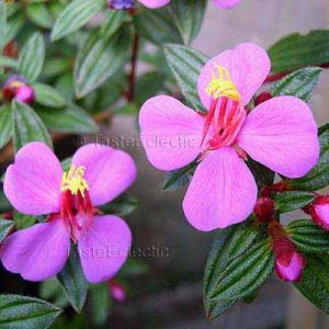Monochaetum Amabile 25 Seeds Pink Princess Flower V Rare