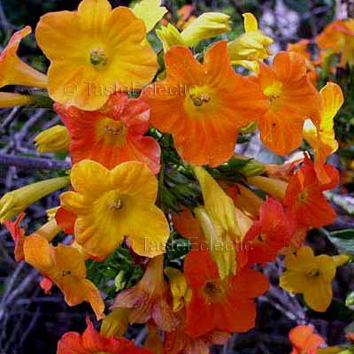 arruda plant Rue  Rhythm Seed Farm