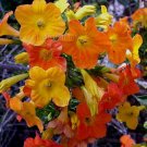 Streptosolen jamesonii 15 seeds ORANGE MARMALADE Fire Bush V RARE
