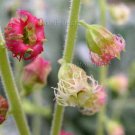 Tellima grandiflora 35+ seeds ODD FRAGRANT HEUCHERA Fringed Cups NATIVE EZ SHADE Z4