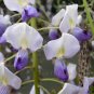 Wisteria floribunda var macrobotrys 4 seeds EXTRA LONG JAPANESE VIOLET V HARD2FIND