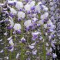 Wisteria floribunda var macrobotrys 4 seeds EXTRA LONG JAPANESE VIOLET V HARD2FIND