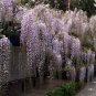 Wisteria floribunda var macrobotrys 4 seeds EXTRA LONG JAPANESE VIOLET V HARD2FIND