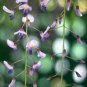Wisteria floribunda var macrobotrys 4 seeds EXTRA LONG JAPANESE VIOLET V HARD2FIND