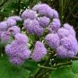 Bartlettina sordida 20 seeds BLUE MIST FLOWER TREE Purple Torch Of The Cloud
