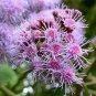 Bartlettina sordida 20 seeds BLUE MIST FLOWER TREE Purple Torch Of The Cloud