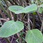 Bartlettina sordida 20 seeds BLUE MIST FLOWER TREE Purple Torch Of The Cloud