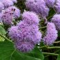 Bartlettina sordida 20 seeds BLUE MIST FLOWER TREE Purple Torch Of The Cloud