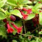 Fuchsia microphylla ssp microphylla 20 seeds MINI RED ENCLIANDRA RARE BONSAI