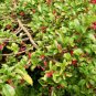 Fuchsia microphylla ssp microphylla 20 seeds MINI RED ENCLIANDRA RARE BONSAI