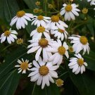 Podachaenium chiapanum 20 seeds CHIAPAS GIANT TREE DAISY V RARE
