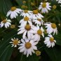 Podachaenium chiapanum 20 seeds CHIAPAS GIANT TREE DAISY V RARE