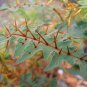 Solanum pyracanthum 20 seeds RARE WICKED & MEAN Easy Porcupine Tomato EEKS! SALE
