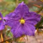 Solanum pyracanthum 20 seeds RARE WICKED & MEAN Easy Porcupine Tomato EEKS! SALE