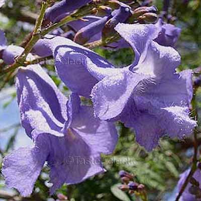 JACARANDA MIMOSIFOLIA TREE SEEDS BRIGHT BLUE TRUMPET SHAPED FLOWERS