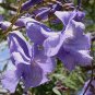 Jacaranda mimosifolia 35 seeds BLUE JACARANDA TREE Purple Trumpet EASY SALE
