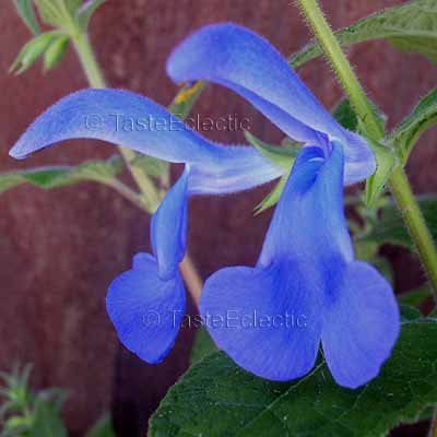 Salvia patens 'Blue Angel' 7 seeds GENTIAN SAGE Gorgeous LARGE FLOWER ...