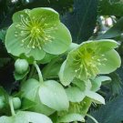 Helleborus argutifolius 10 seeds CORSICAN HELLEBORE Green Flowers AGM RARE Shade