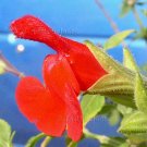 Salvia microphylla 'Red Flowers Green Calyx' 11 seeds BABY BLACKCURRANT SAGE Shade Z7 SALE
