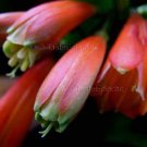 Clivia caulescens 5 seeds EASY SHADE HOUSEPLANT Fresh V RARE