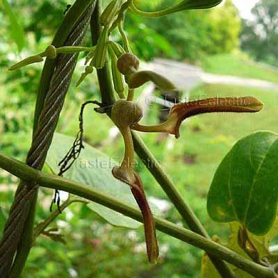 Erba Natale Indiana Pipa Olandese Aristolochia Tagala 10 Semi - Foto 11