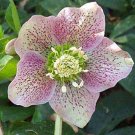 Helleborus orientalis Mix 10 seeds LENTEN ROSE HELLEBORE Shade Hardy Z4 V FRESH