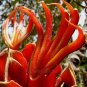 Chiranthodendron pentadactylon 5 seeds MEXICAN Monkey DEVIL HAND TREE V Fresh