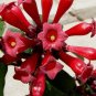 Cestrum fasciculatum 'Newellii' 10 seeds RASPBERRY RED SHRUB JASMINE Jessamine HARD2FIND