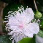 Luma apiculata 10 seeds ARRAYAN White Chilean Myrtle SPICE Hard-To-Find Ugni Kin