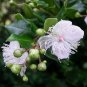 Luma apiculata 10 seeds ARRAYAN White Chilean Myrtle SPICE Hard-To-Find Ugni Kin